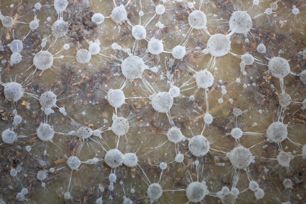 Microsoft view of the mycorrhizal fungi 