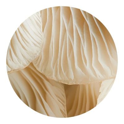 Close up of a mushroom's skin