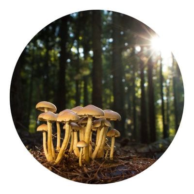 Mushroom getting the sun it needed in the forest