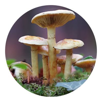 Mushroom growing out of a green grass