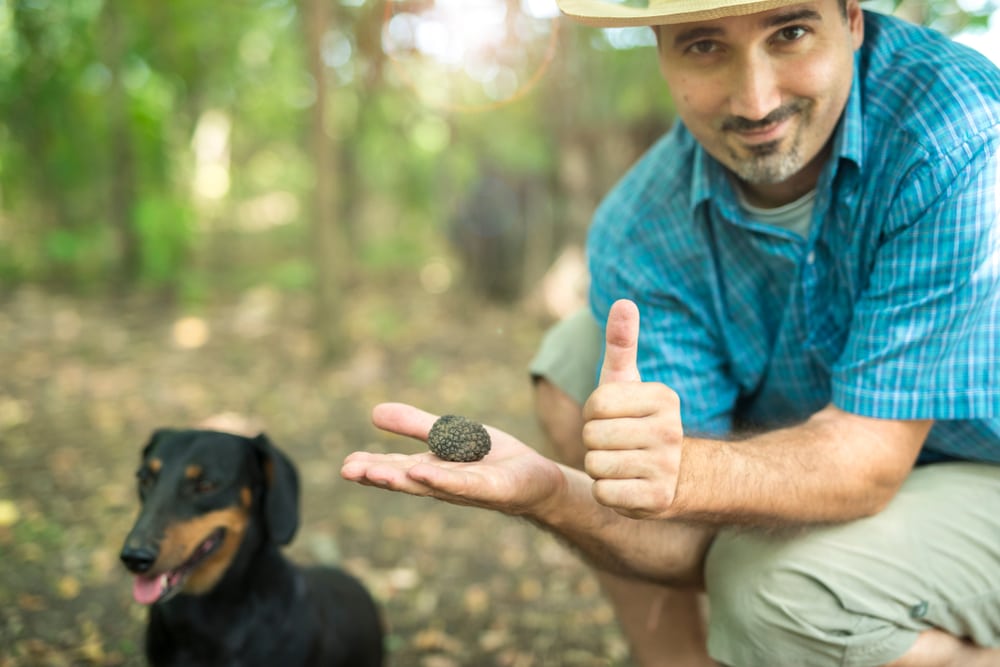Truffle mushrooms held by a man
