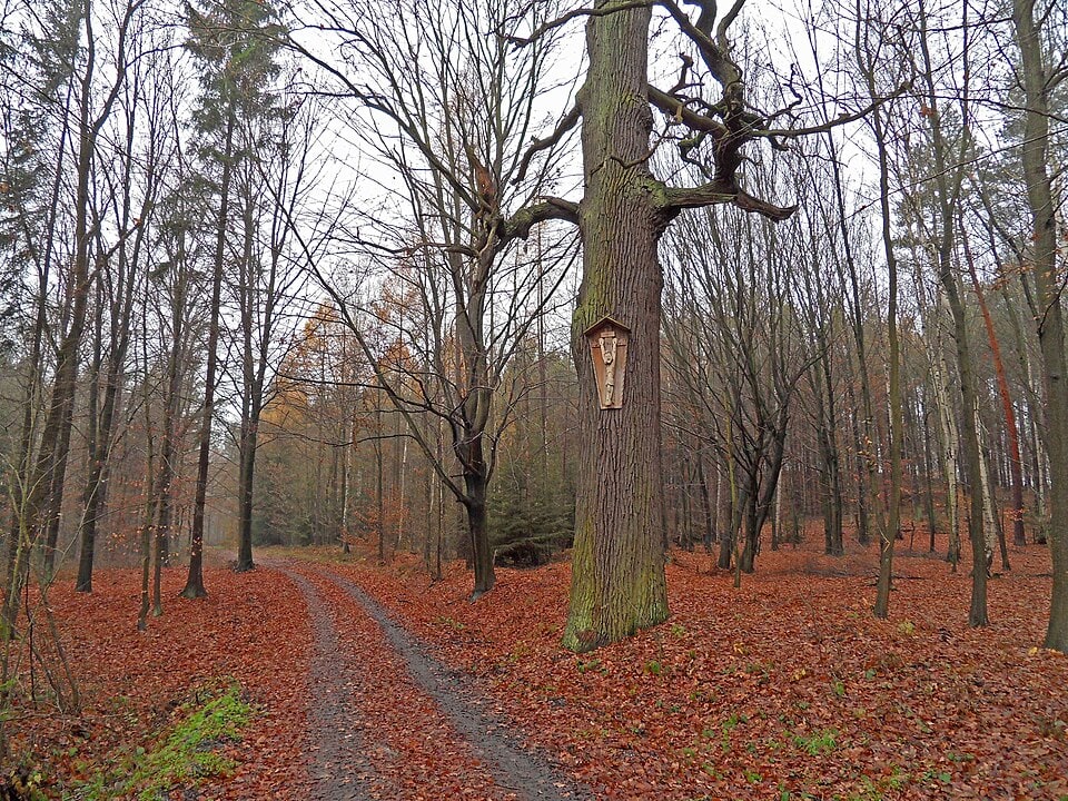 Lubuskie Forest in Poland where mushrooms grow