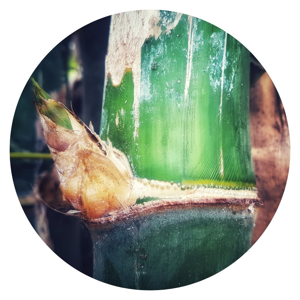 a bamboo culm growing in a bamboo stalk