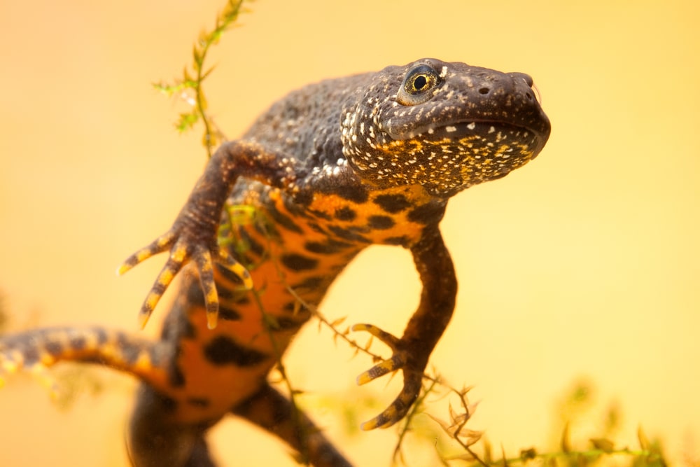 Newts (Caudata sps) in yellow background