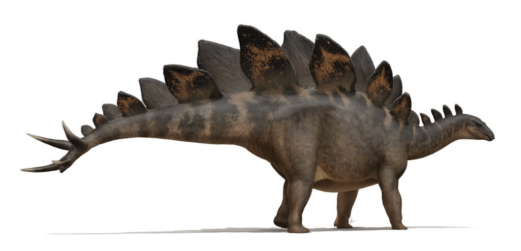 Stegosaurus on white background