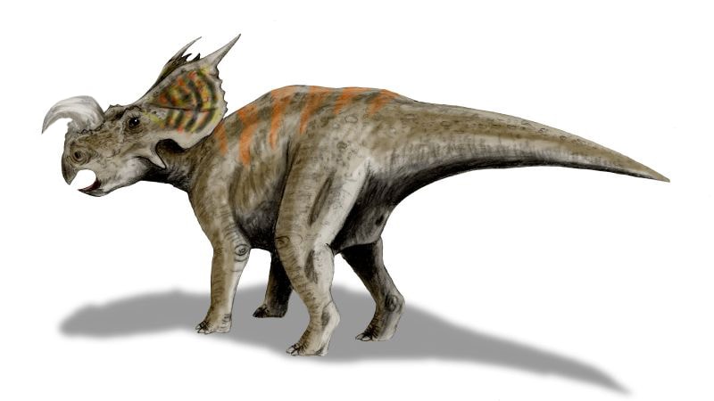 Einiosaurus on white background