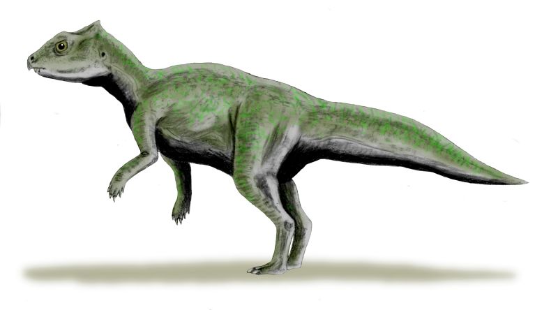 Yinlong standing on white background