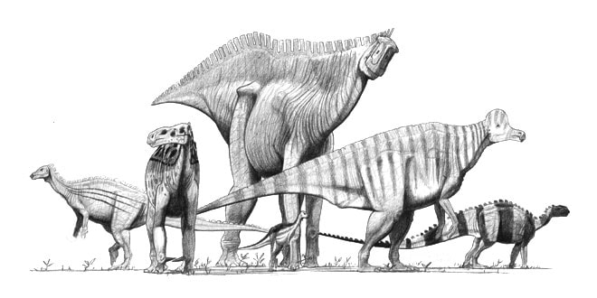 Ornithopods sketch on black and white