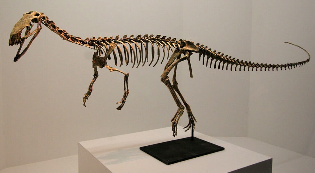 Skeletal of Theropods in the middle of the museum
