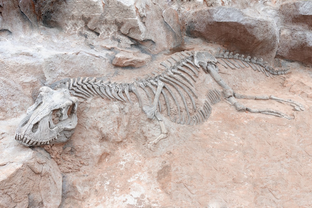 Skeleton of a dinosaur on the rocks