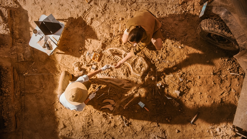 Two scientist discovered a fossil of dinosaur