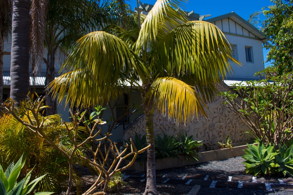  young areca palm growing on a garden