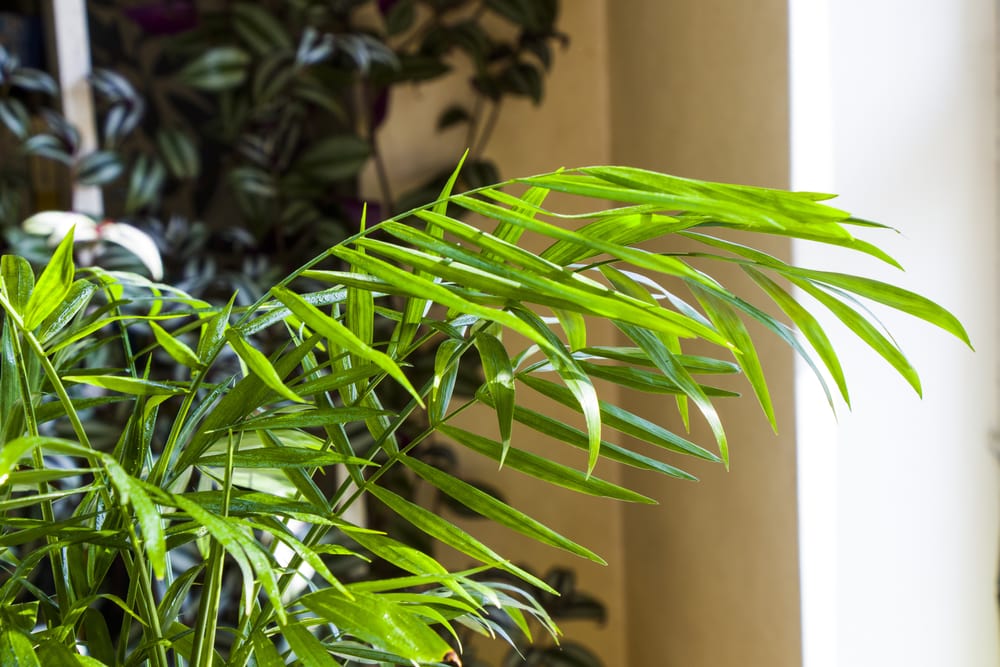 image of an areca palm indoors