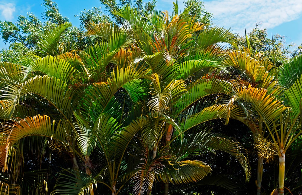 image of areca plant in the wild