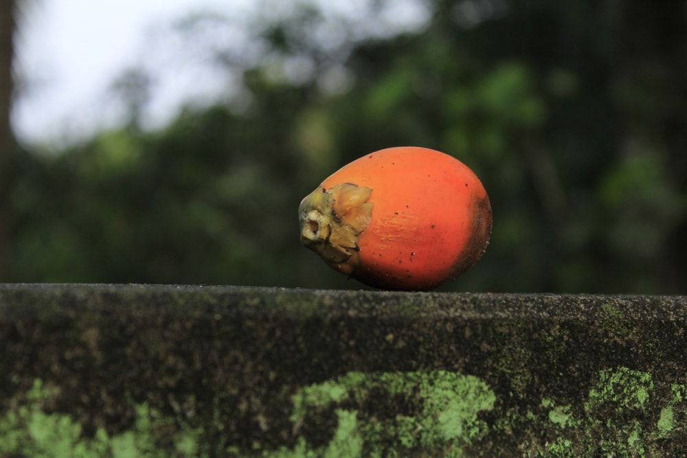 close up image of betel nut seed