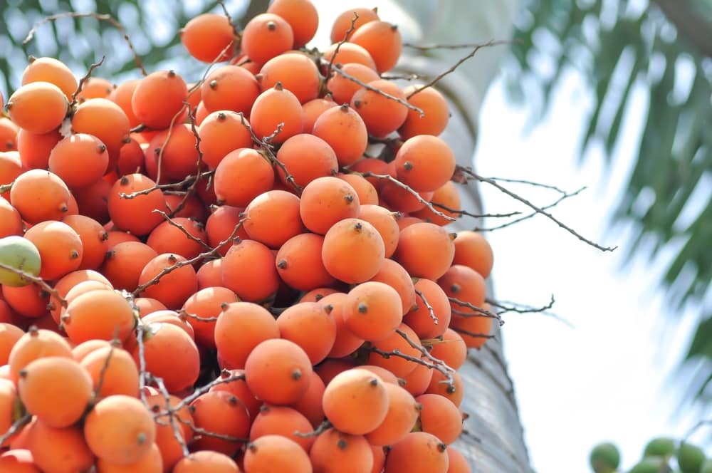 close up of a betel nut seed on a palm tree