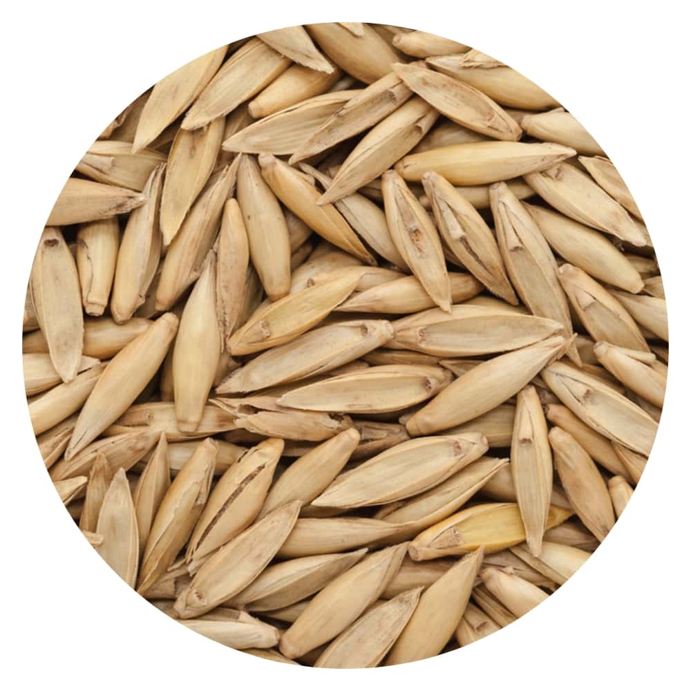 image of bamboo seeds