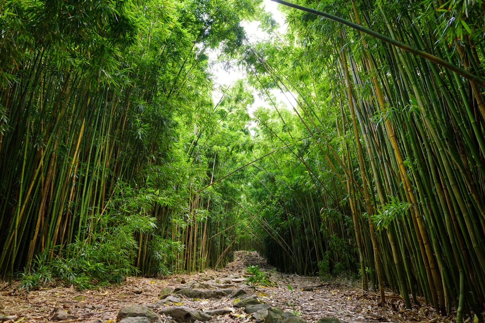 pathway in a bamboo forest