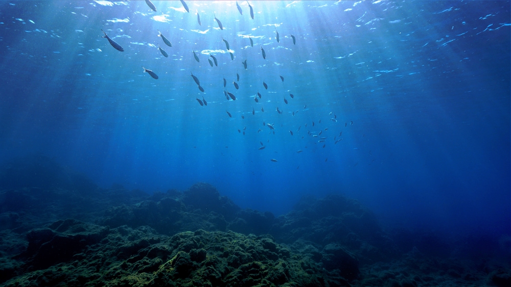Fish swimming down the ocean