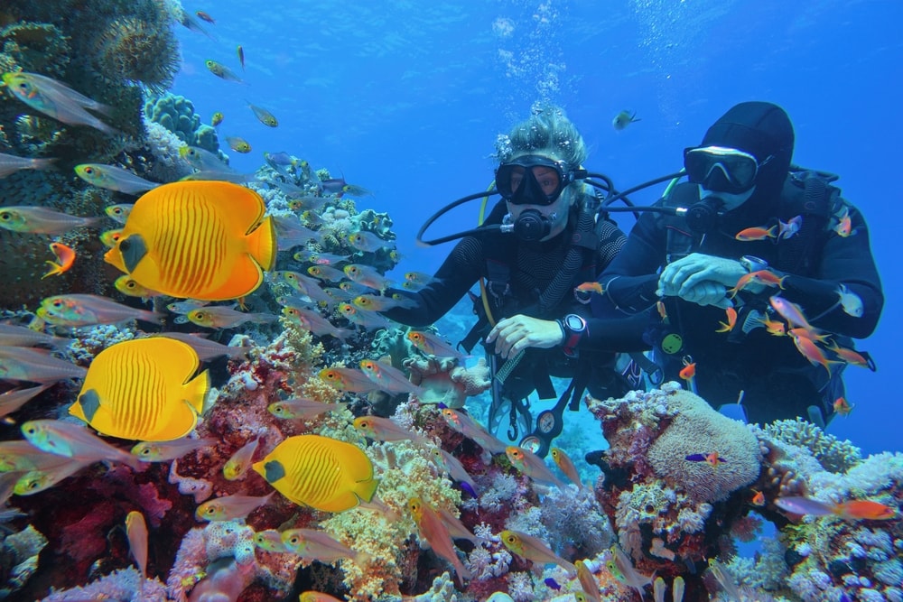 Couple following the group of fish to their coral in the ocean