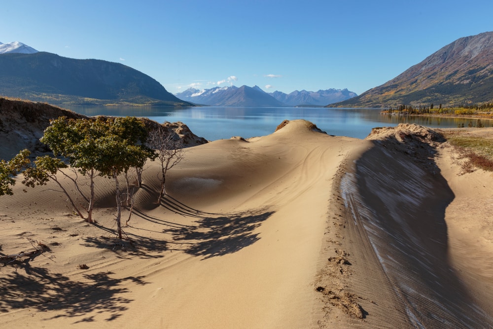 sand dunes in Carcross desert