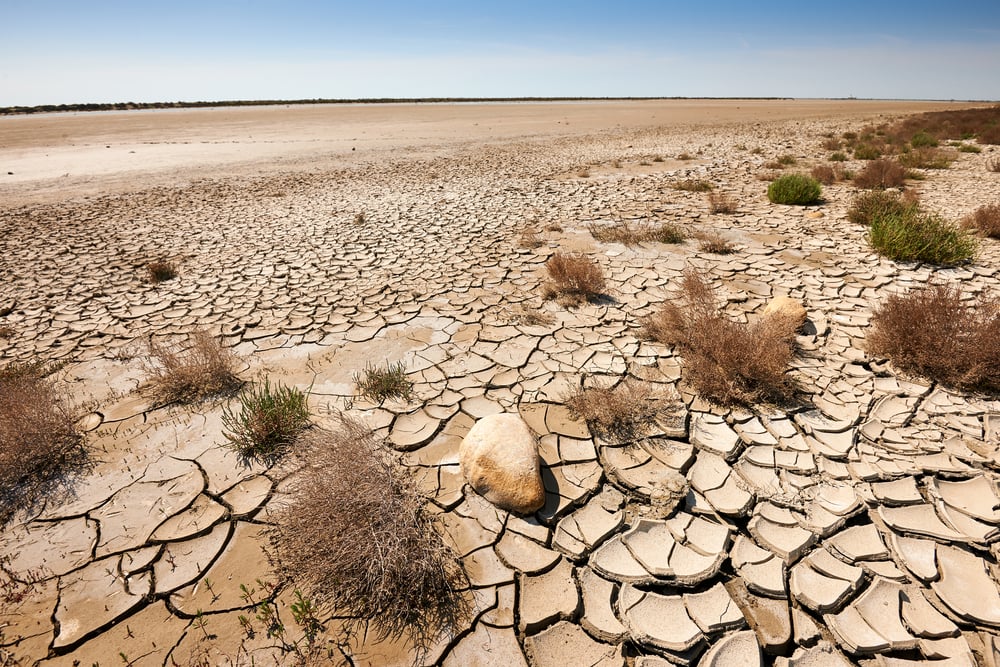 cracked and dried sands