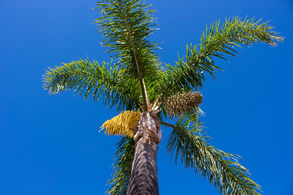 queen palm with blooming buds