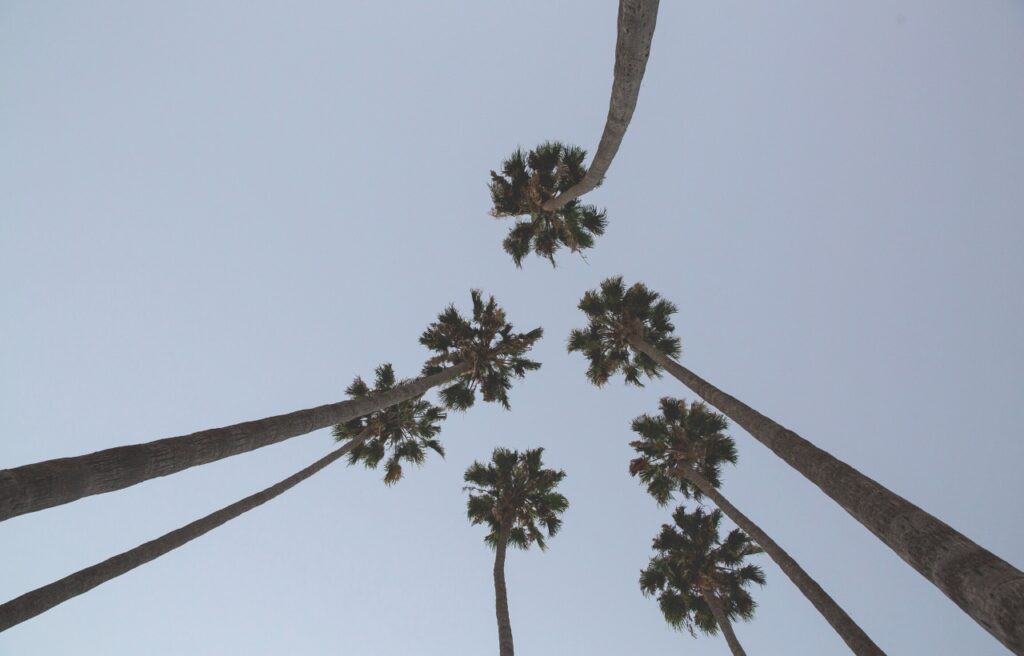 top view of queen palm trees