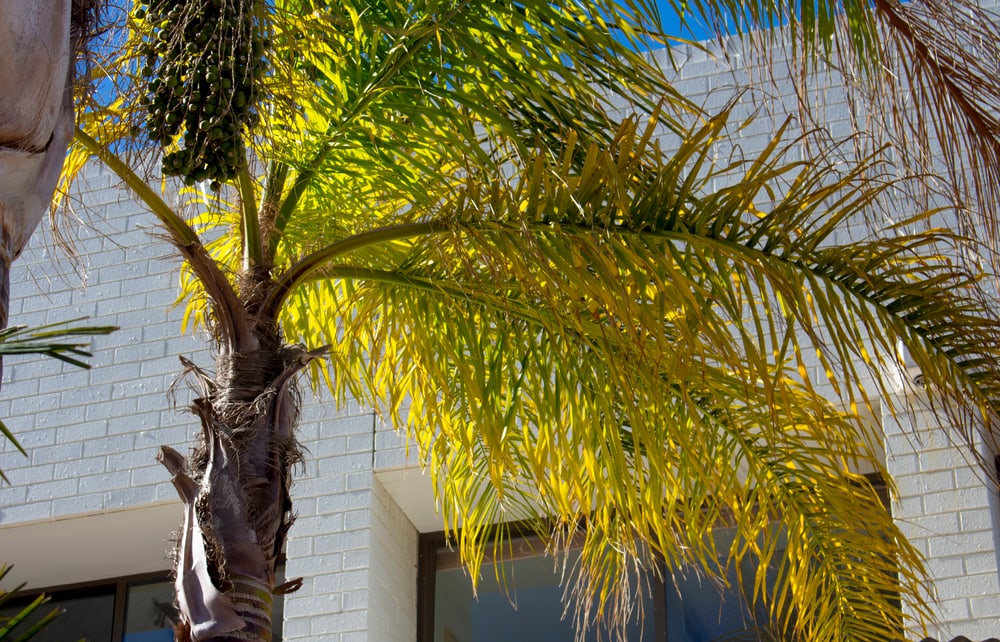 trunk and leaves of a queen palm