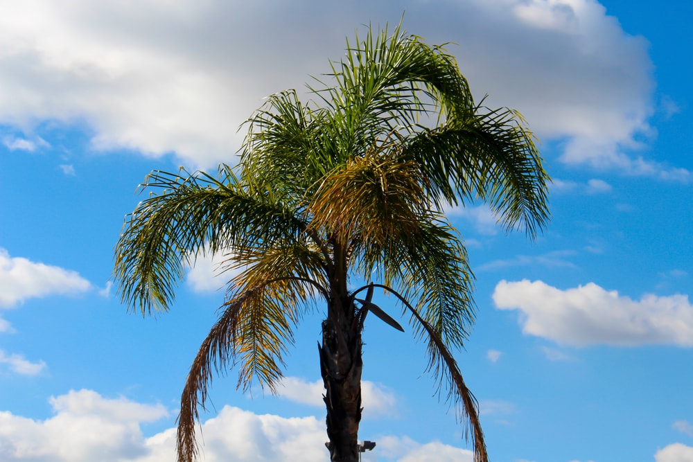 tall queen palm and skies