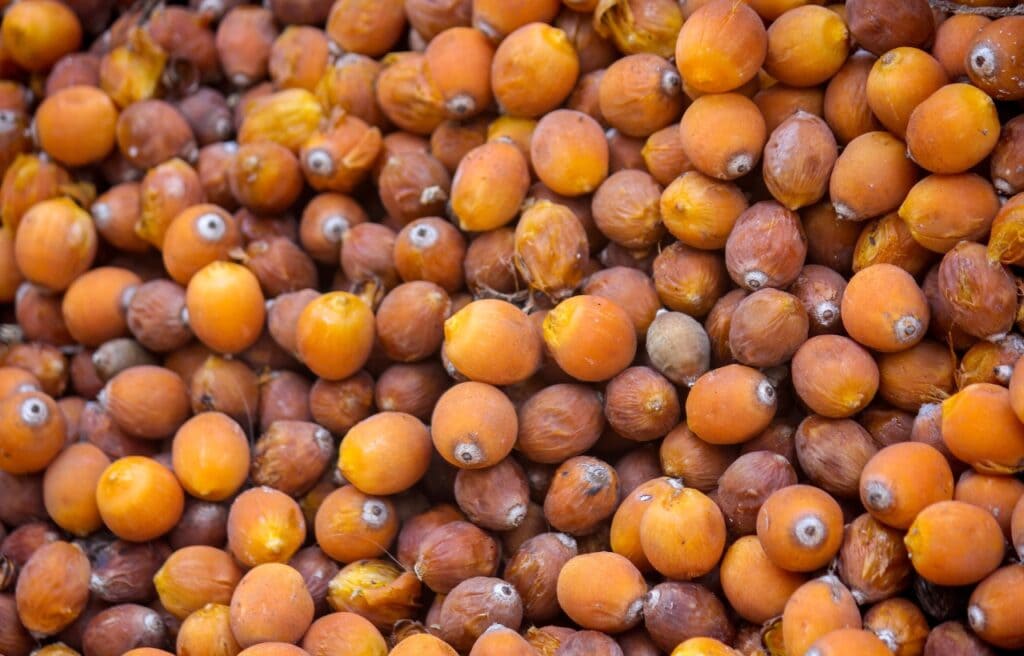 image of a queen palm fruit