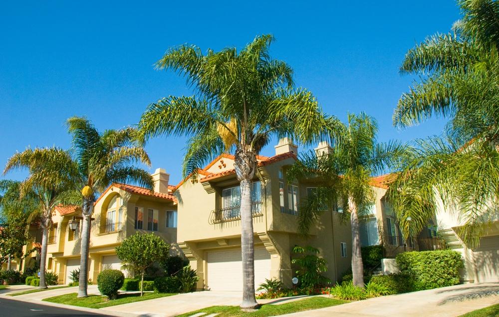queen palm trees growing  in a neighborhood