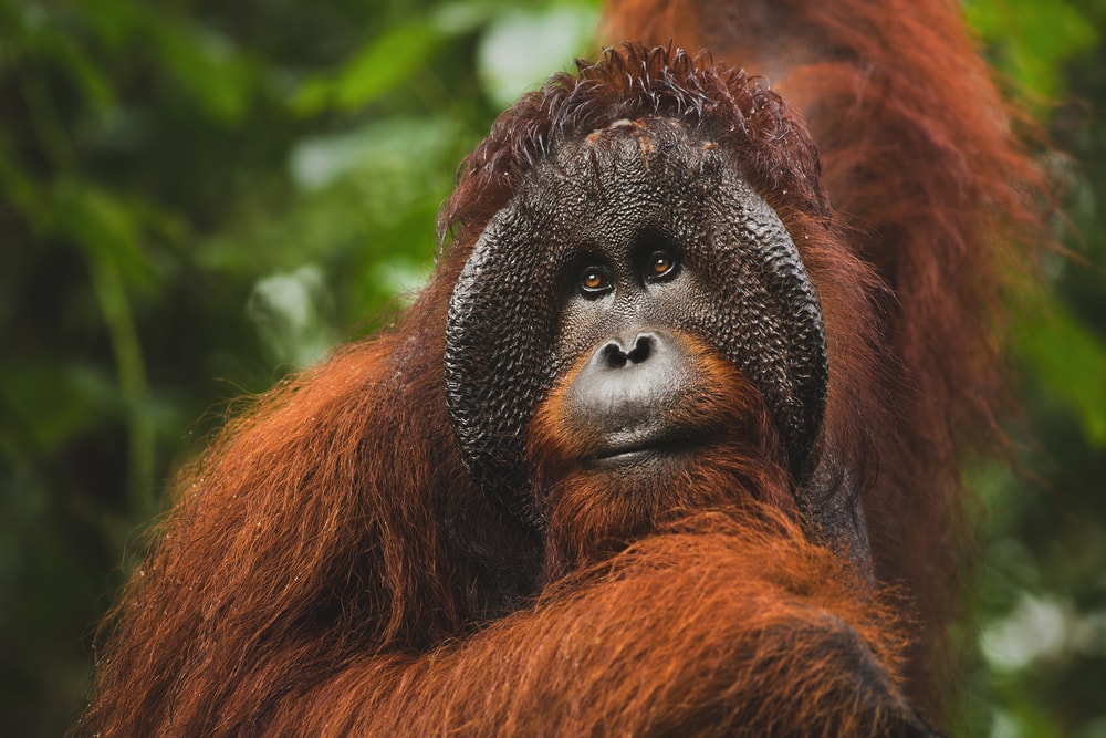 Orangutan swinging on the trees