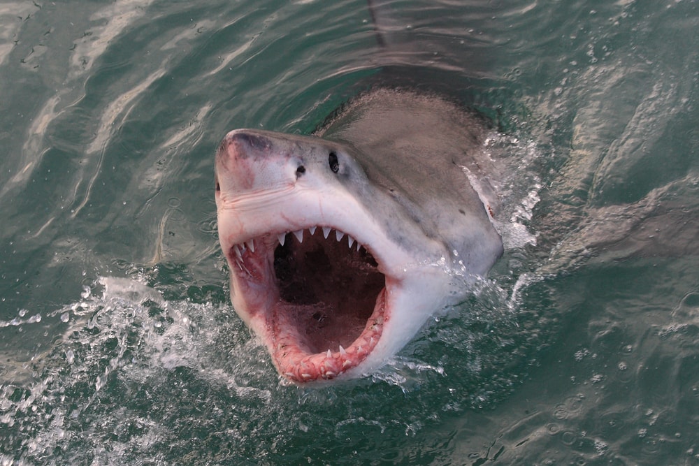 a great white shark leaping out of the water