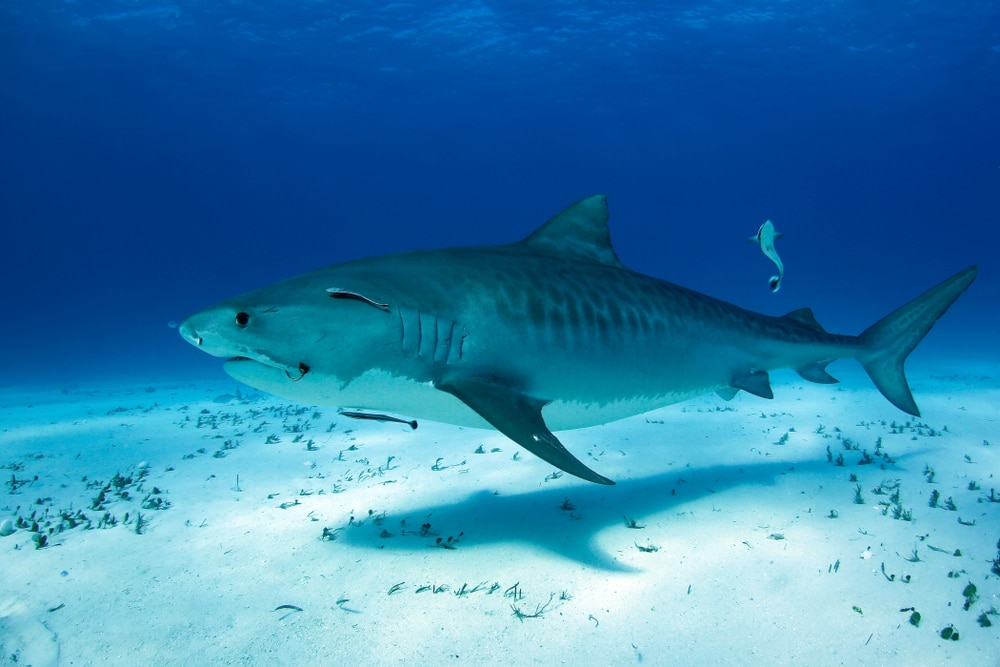 a lone tiger shark swimming over white sand bottom.