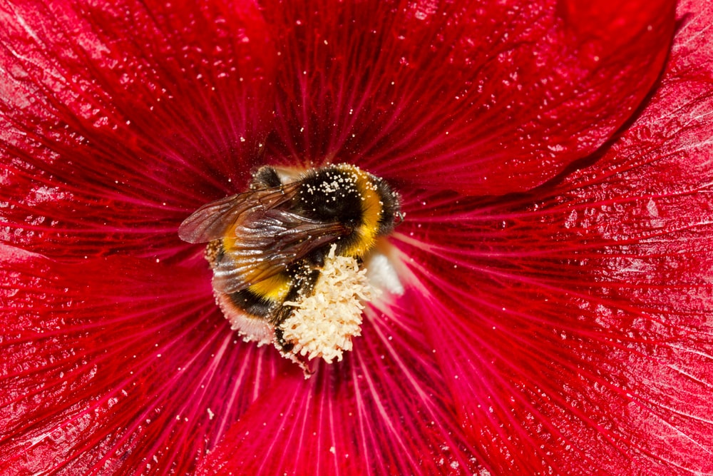 a bumblebee covered in pollen