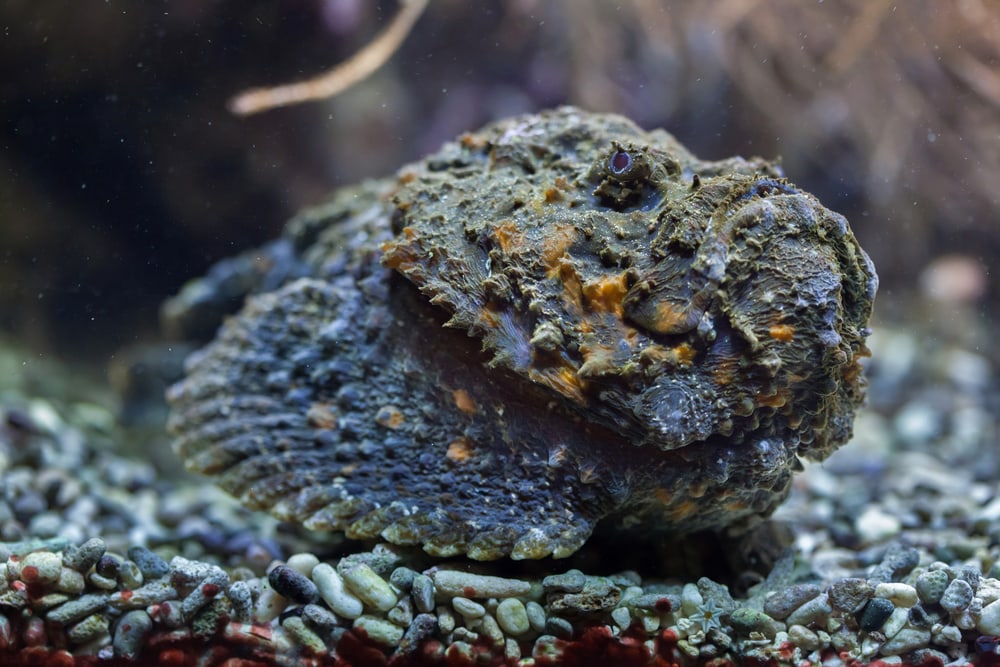Ugly fish under the ocean