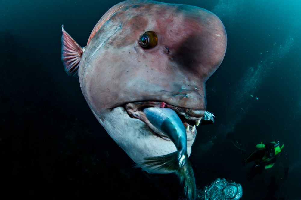 Ugly Asian Sheepshead Wrasse (Semicossyphus reticulatus) fish eating another fish