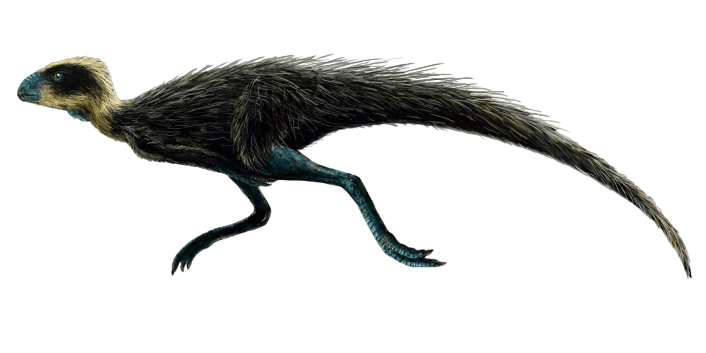 Pisanosaurus on white background