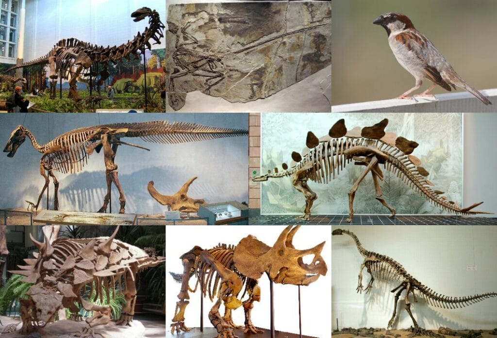 Different dinosaurs compiled on a collage