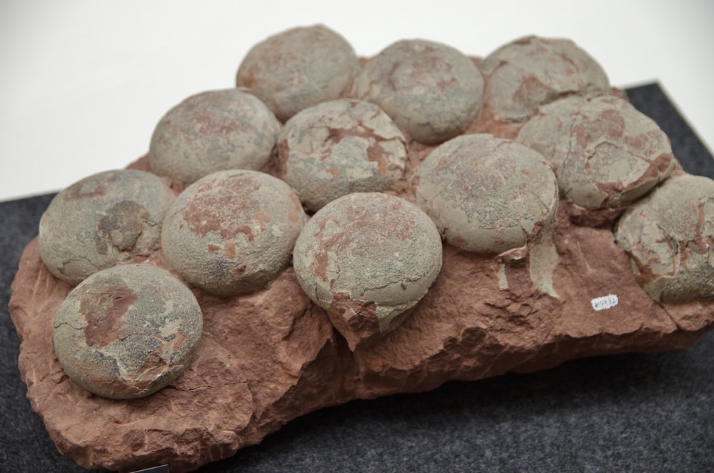 Fossil of a dinosaur's egg
