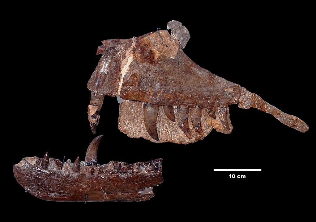 Bones of the dinosaur's jaw in black background