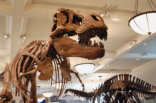 Bone of a dinosaur displayed inside the museum