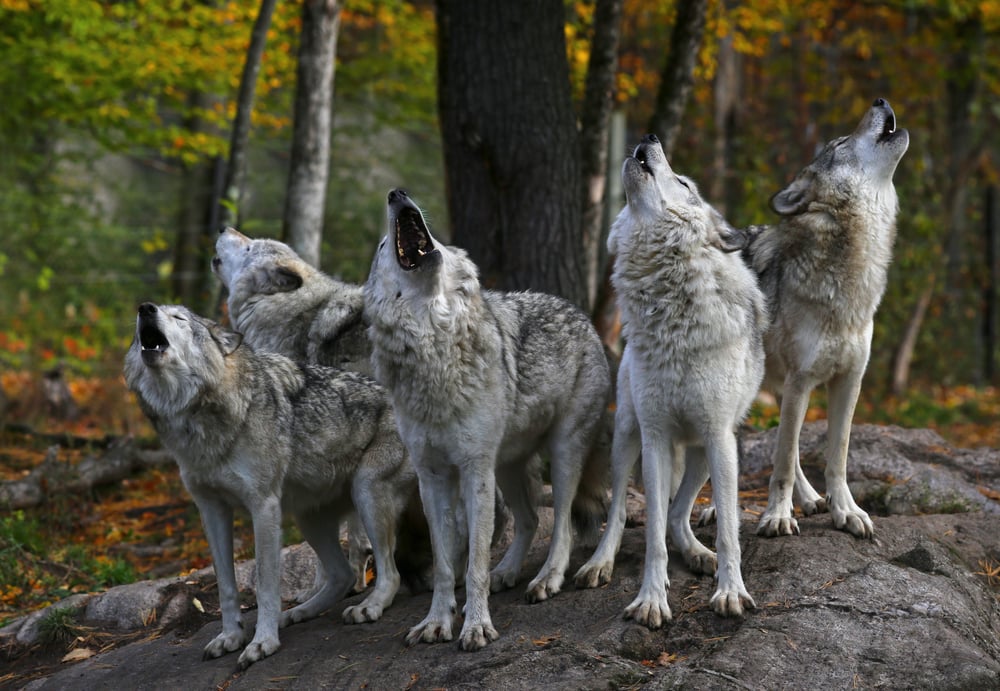 Pack of wolves howling in the middle of the forest