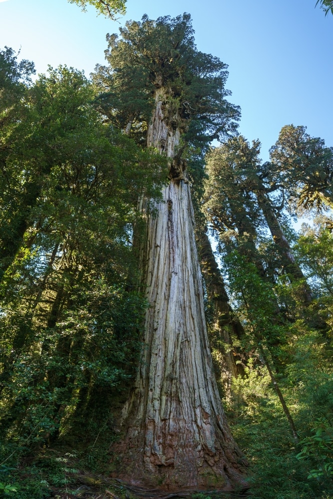 a massive Alerce cypress or Fitzroya cupressoides