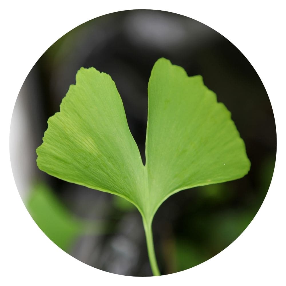 image of a green leaf of a gingko biloba tree