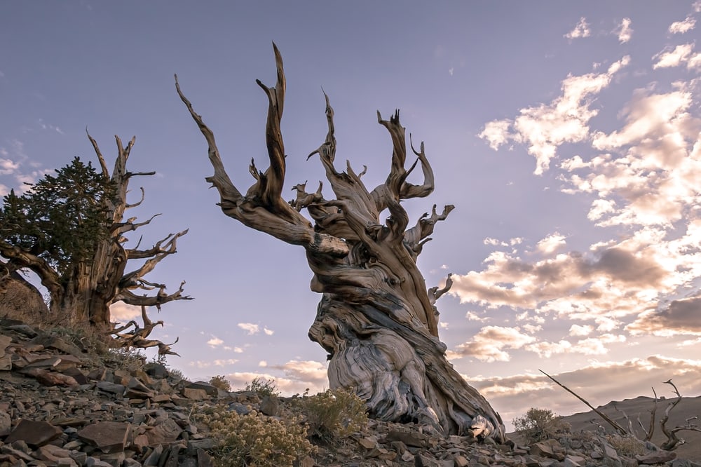 image of Methuselah Great Basin bristlecone pine forest landscape