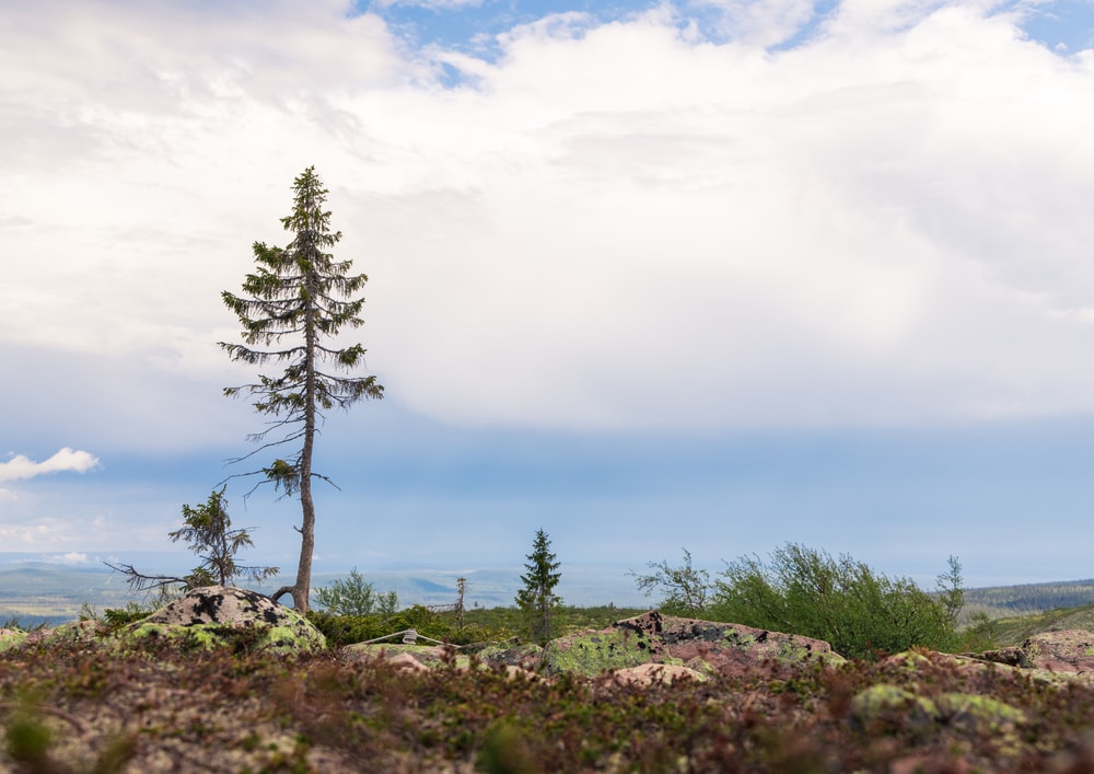 The oldest clonal tree 'Old Tjikko' located in Fulufjället national park in Sweden during a summer day.