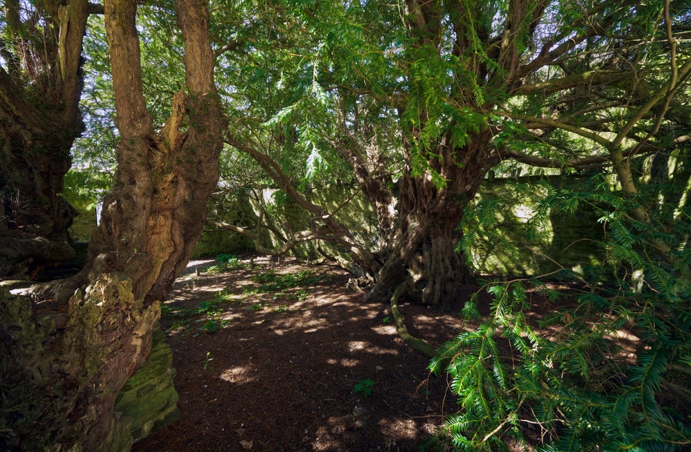A closeup of the Fortingall Yew, one of the oldest trees in Britain and Europe