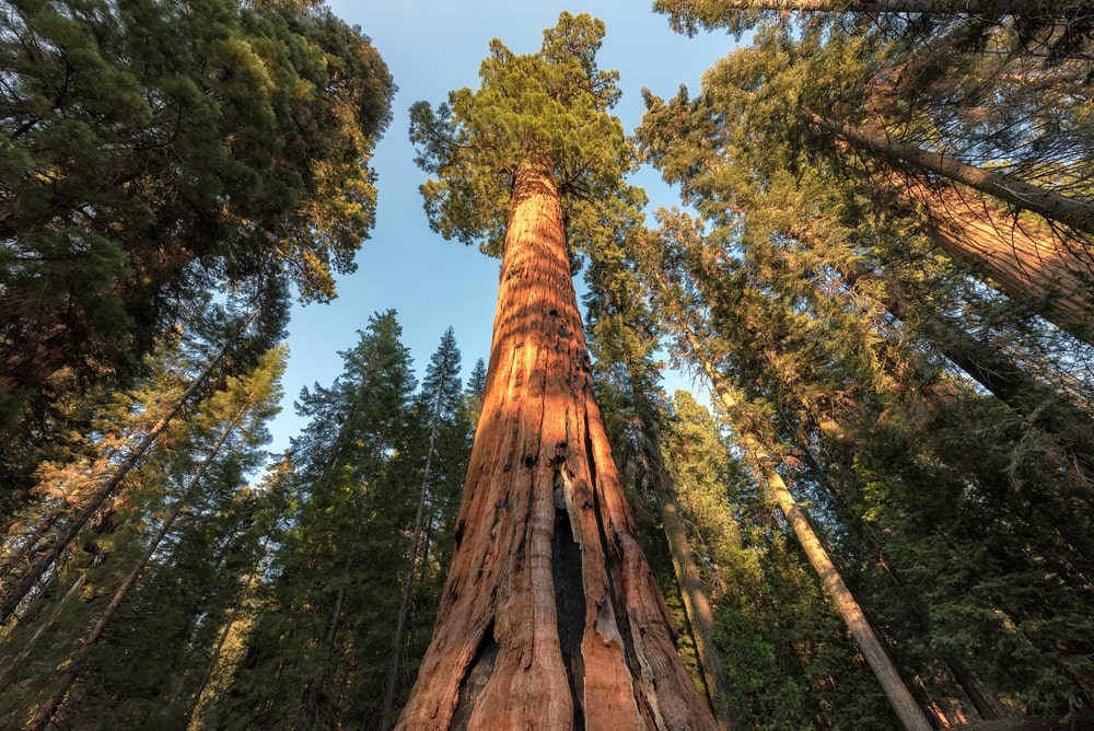 Overlooking at Giant Sequoias trees in Sequoia National Park